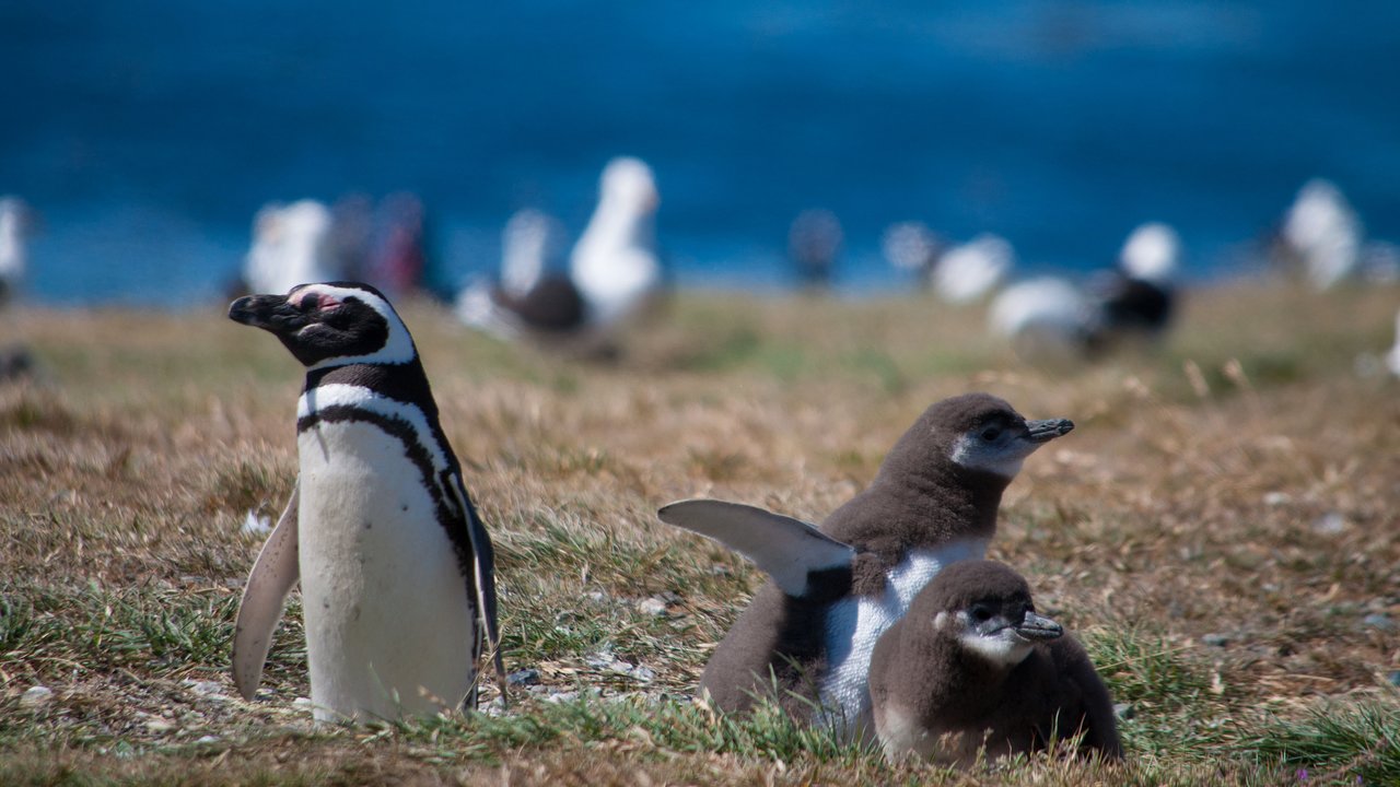 Navegación a Isla Magdalena